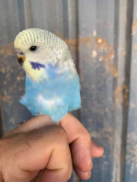 Can you feed blueberries to baby budgies