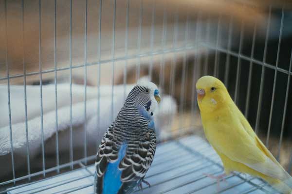 Can you feed blueberries to budgies