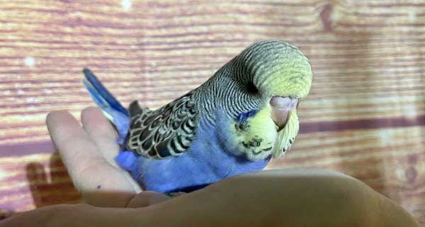 Can you feed bread to baby budgies