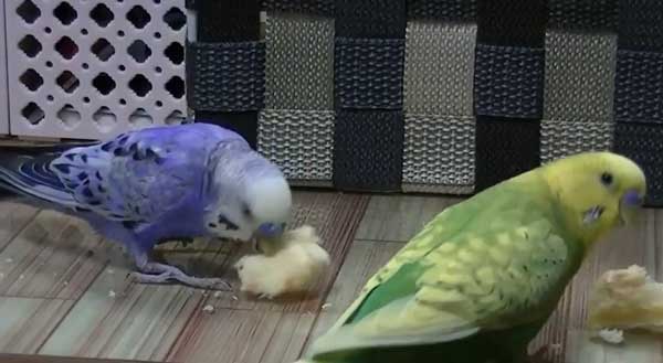 Can you feed bread to budgies