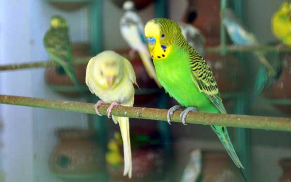 Can you feed cabbage to budgies