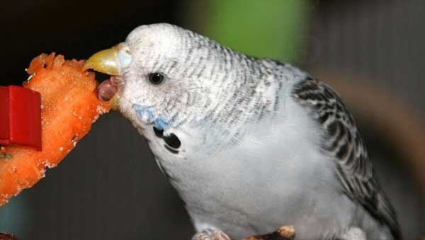 Can you feed carrots to budgies