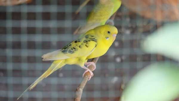 Can you feed celery to baby budgies