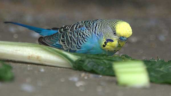 Can you feed celery to budgies