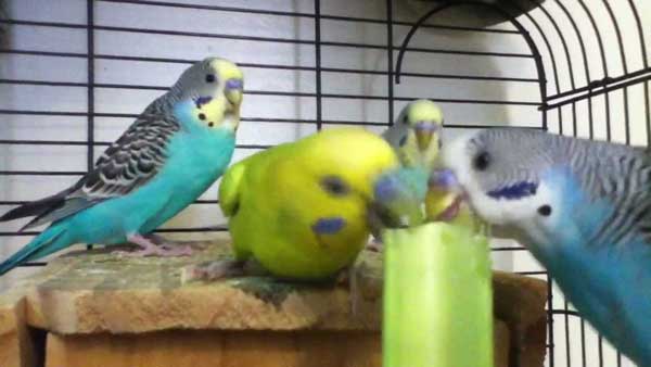 How much celery should budgies eat