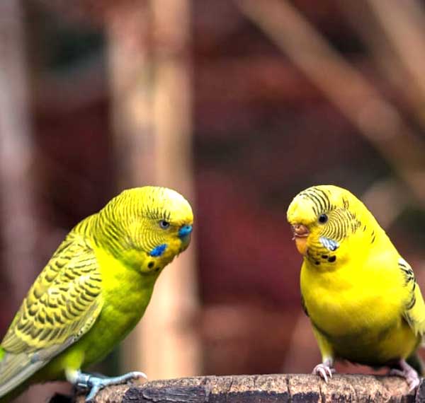 Can you feed dehydrated fruits to budgies