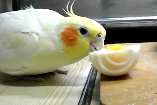 Can you feed eggs to cockatiels