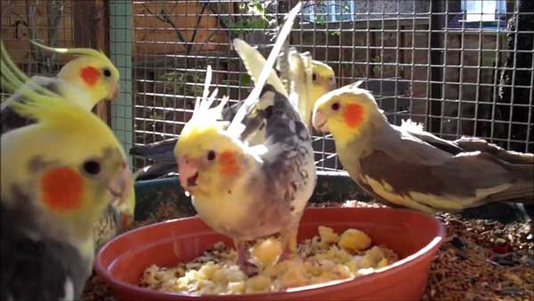 Can you feed eggs to cockatiels