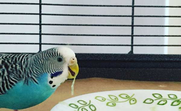 Can you feed lettuce to baby budgies