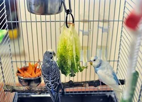 Can you feed lettuce to budgies