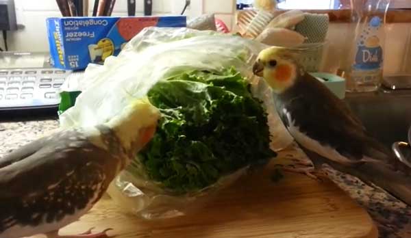 Can you feed lettuce to cockatiels