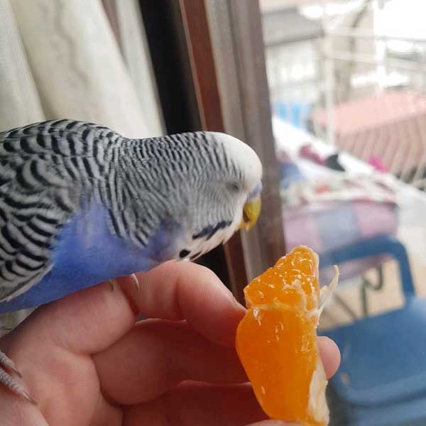 Can you feed oranges to baby budgies