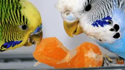 Can you feed oranges to budgies