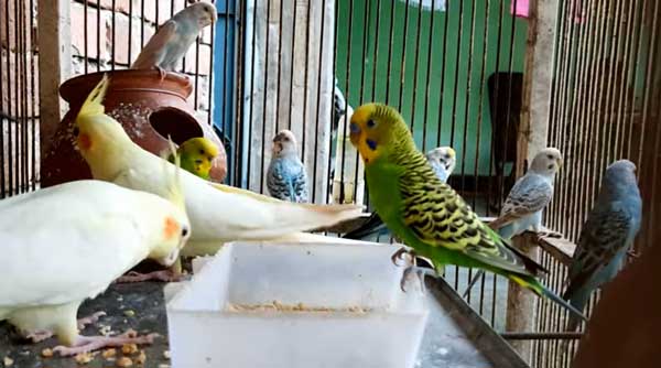 Can you feed peanuts to budgies