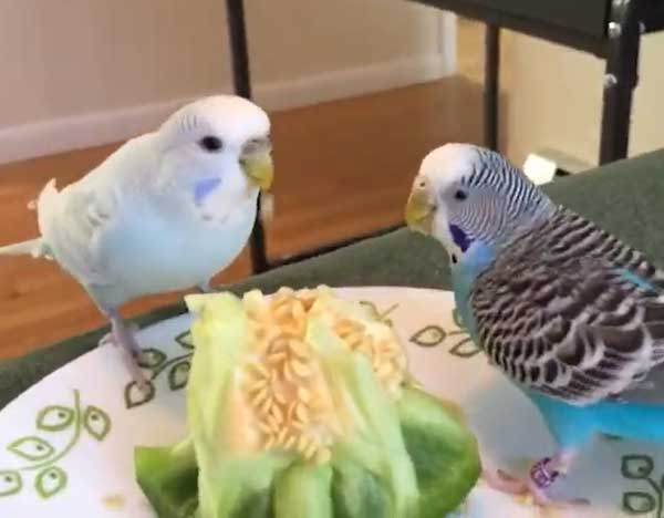Can you feed pepper to budgies