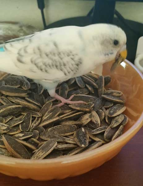 Can you feed sunflower seeds to baby budgies