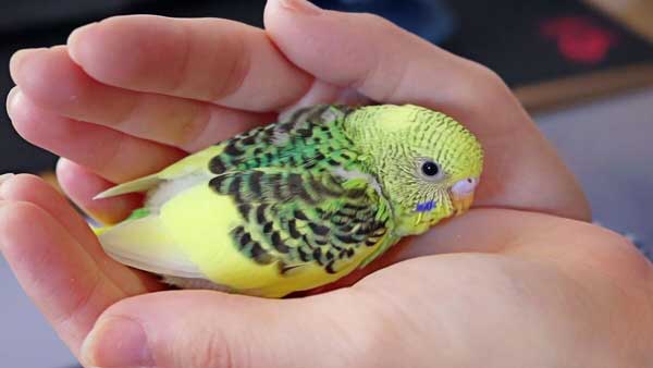 Can you feed tomatoes to baby budgies