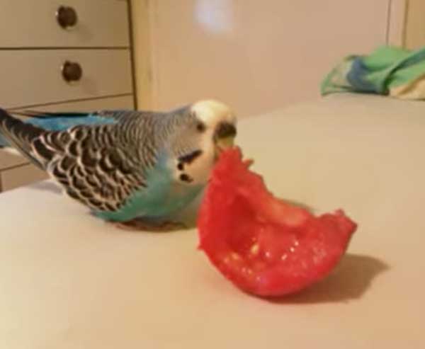 Can you feed tomatoes to budgies