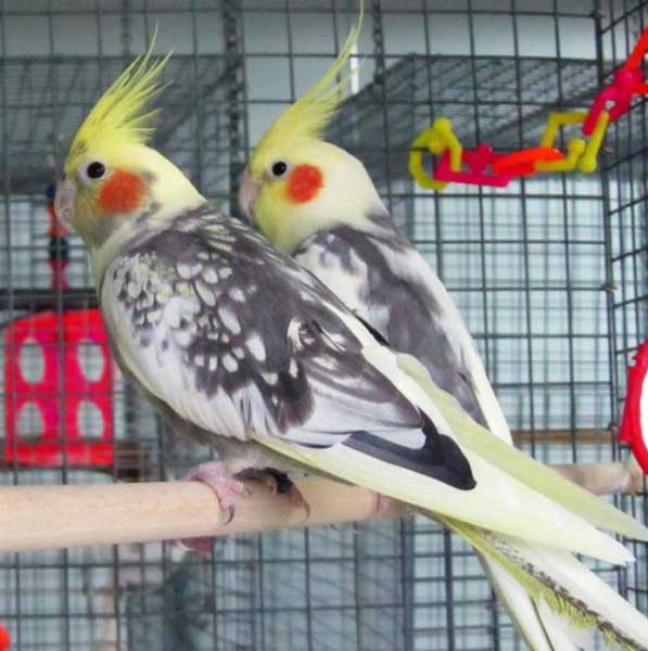 Cockatiels