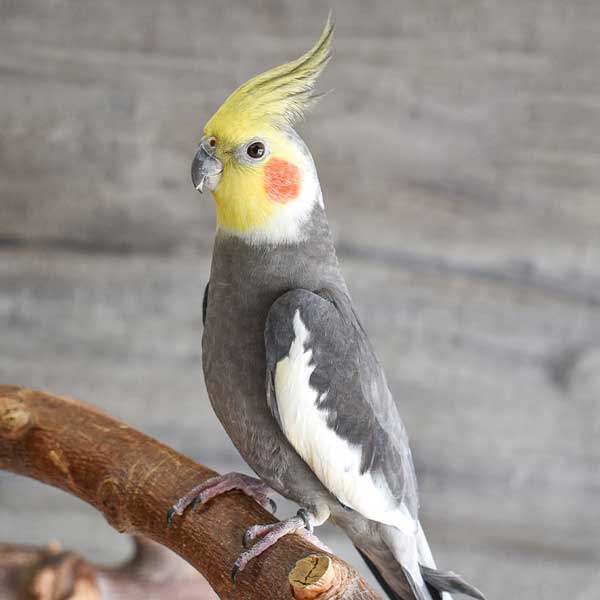 How Do You Prepare Parakeet Food For Cockatiels