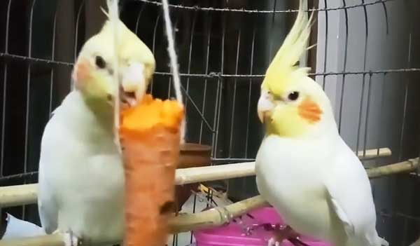 Cockatiels Eat Carrots