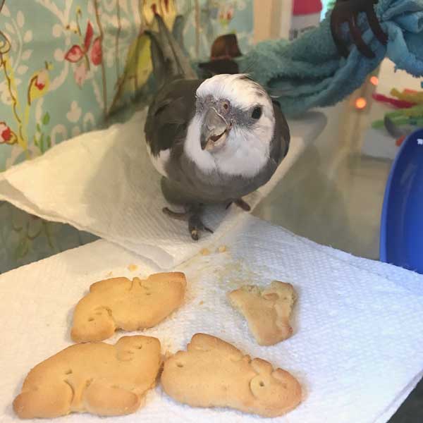 Cockatiels Eat Crackers