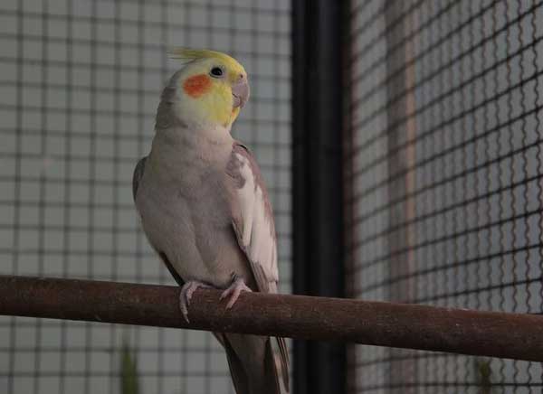 Cockatiels Eat Fried Potatoes