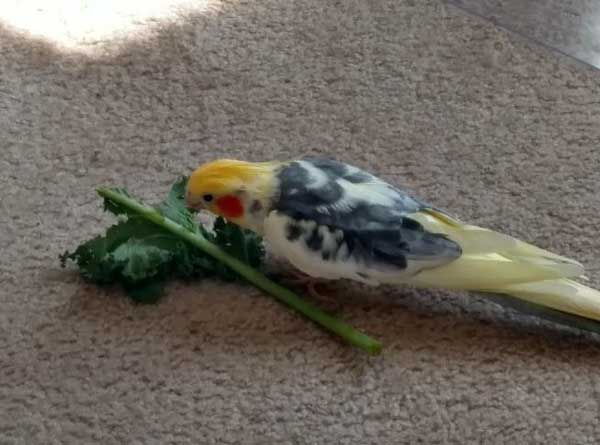 Cockatiels Eat Kale