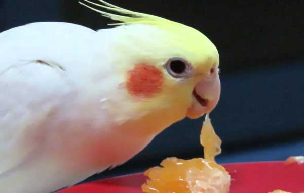 Cockatiels Eat Oranges