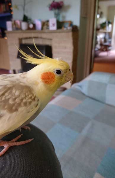 Cockatiels Eat Pistachios