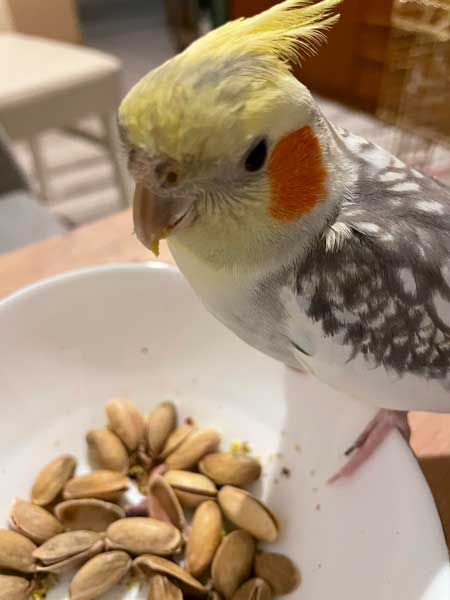 Cockatiels Eat Pistachios