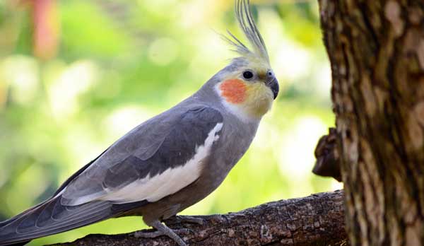 Cockatiels Eating Pomegranate