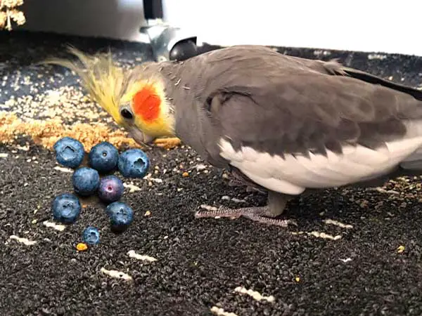 Cockatiels Like Blueberries