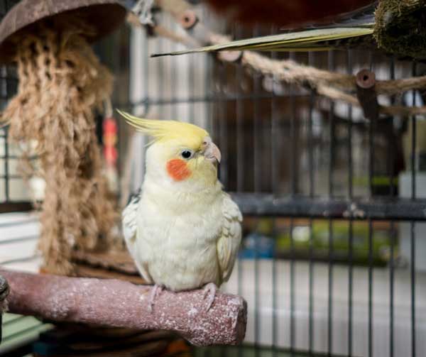 Cockatiels Like Carrots