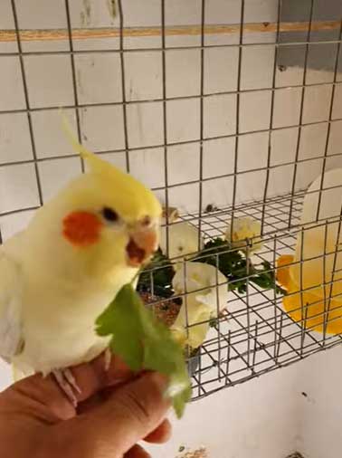 Health Benefits For Cockatiels Eating Celery