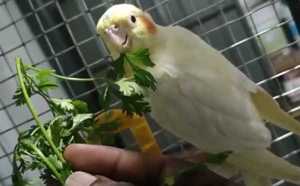 Cockatiels Like Cilantro