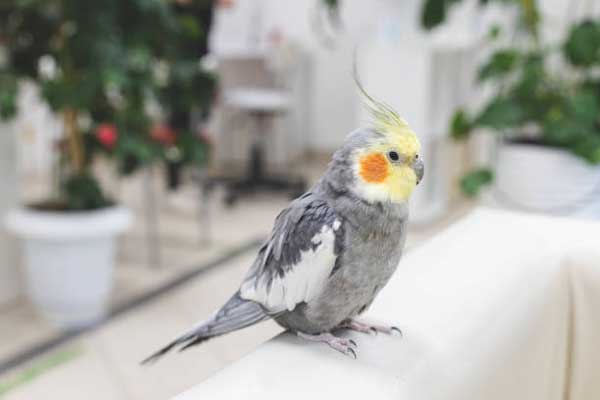 Cockatiels Like Cucumbers