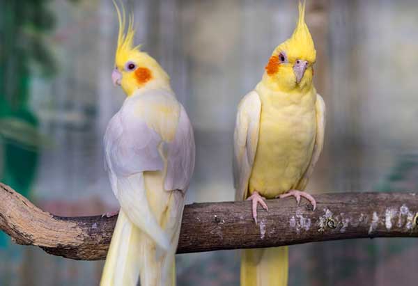 Cockatiels Like Grapes