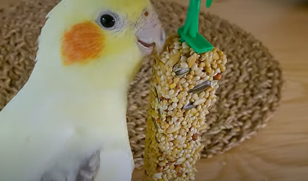 Cockatiels Like Honey