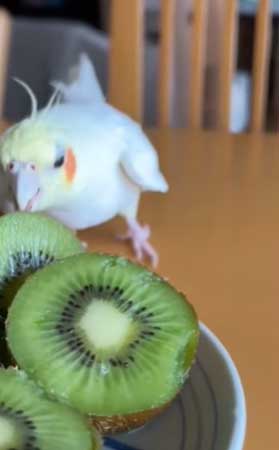 Cockatiels Like Kiwi