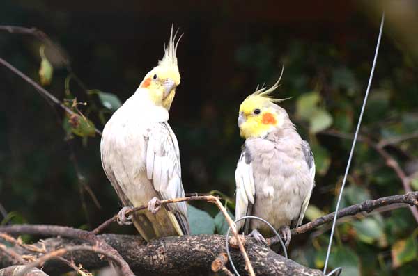 Cockatiels Like Mealworms