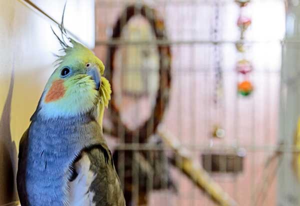 Cockatiels Like Oranges