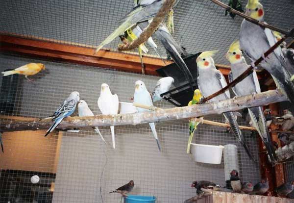 Cockatiels Like Parakeet Food