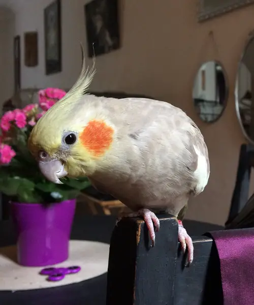 Cockatiels Like Pineapples