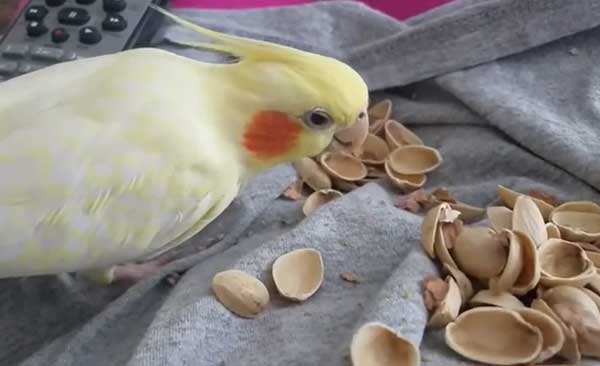 Cockatiels Like Pistachios