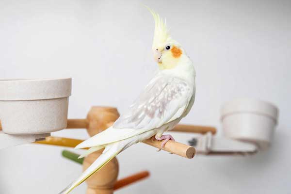 Cockatiels Like Raisins