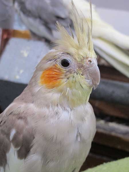 Cockatiels Like Raspberries