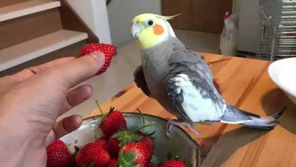 Cockatiels Like Strawberries