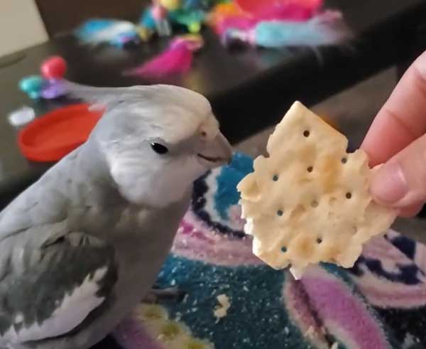 Cockatiels Like crackers