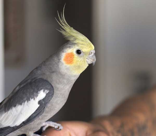 Cockatiels